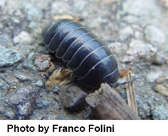 pillbug